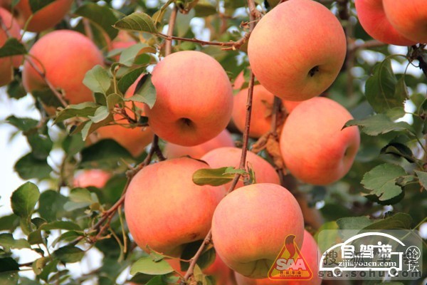 十一自驾游好去处…#雾灵山#_北京车友会