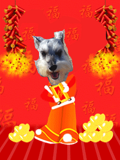 壁纸 动物 狗 狗狗 240_320 竖版 竖屏 手机 gif 动态图 动图