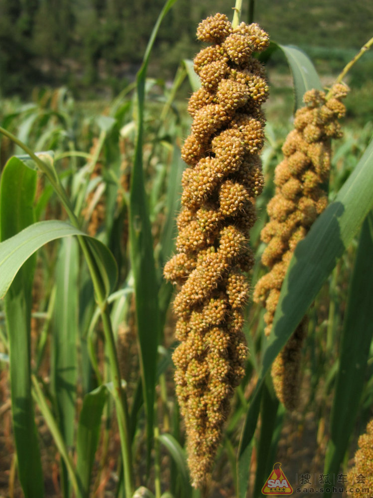 秋天的收获--一组秋季农作物与大家分享_车窗