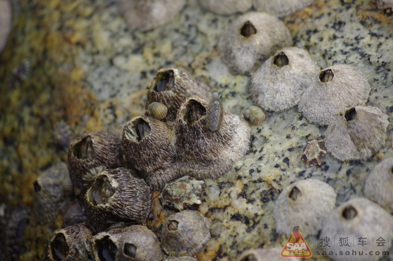 漫步大鹏湾海滨栈道 - 自驾游