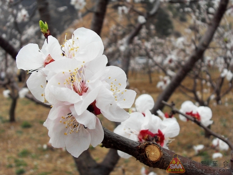 [原创]平谷赏杏花 _福瑞迪论坛-同福客栈