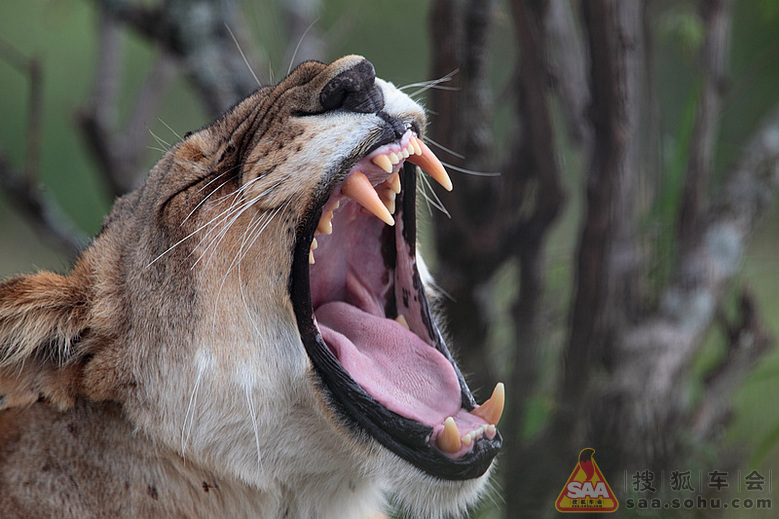 [别克写手]朱老虎非洲肯尼亚行(直播中.)_别克俱