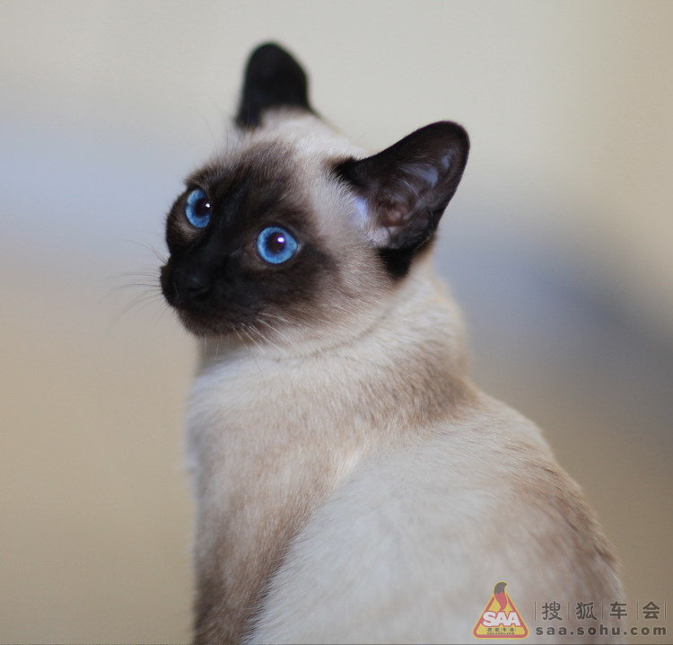 又去你们北京过的春节_速腾-我行我速