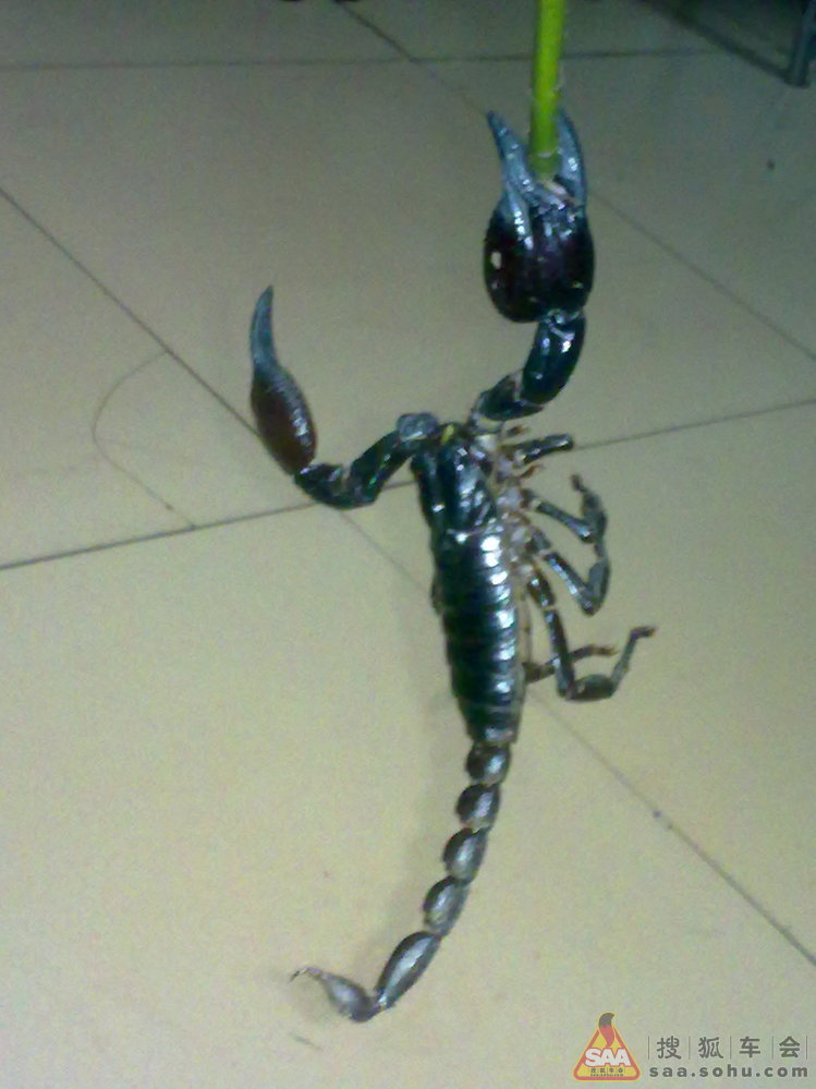 送大家个礼物(雨林蝎) - 乐风-乐友队