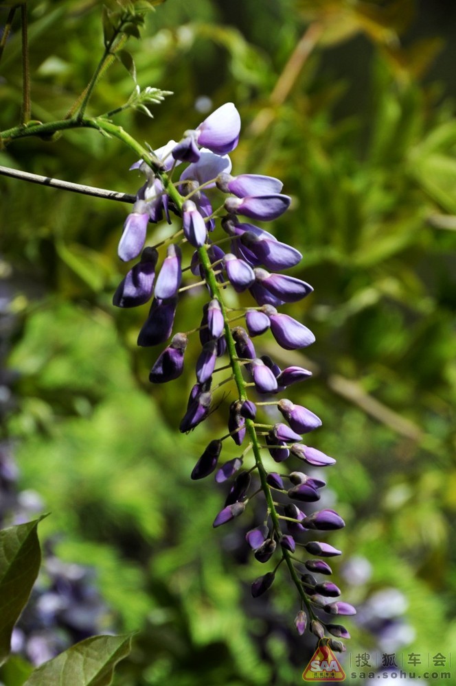 2013年7月1日打卡庆祝党的生日_英伦汽车俱乐
