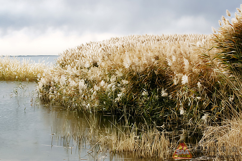 【大西北自驾游记】--内蒙额济纳居延海_北京