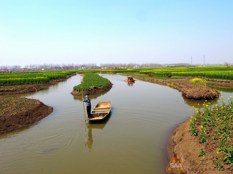 【薇薇泰州之行】兴化水上油菜花