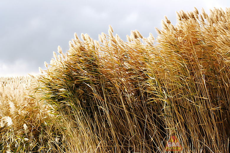 【大西北自驾游记】--内蒙额济纳居延海_北京