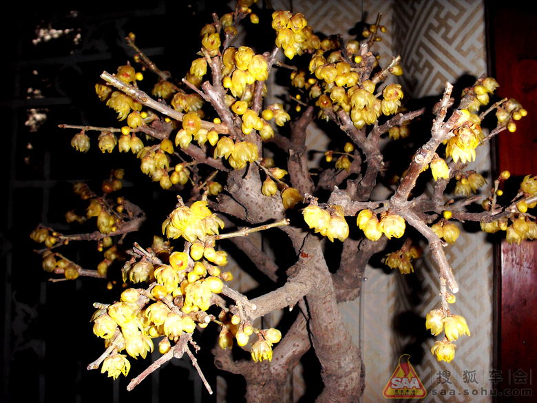 [原创]黄腊梅 _港澳自由行