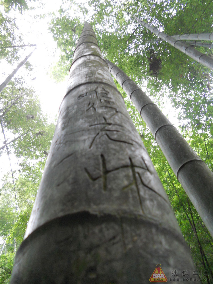 蜀南竹海美景记