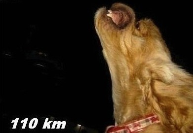 千万不要带自己的狗狗飙车! - 纳智捷车友会