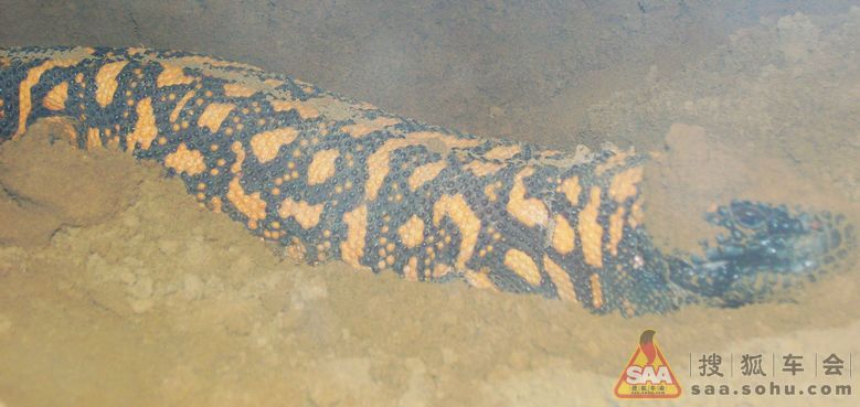 偶遇爬行动物:有毒蜥蜴