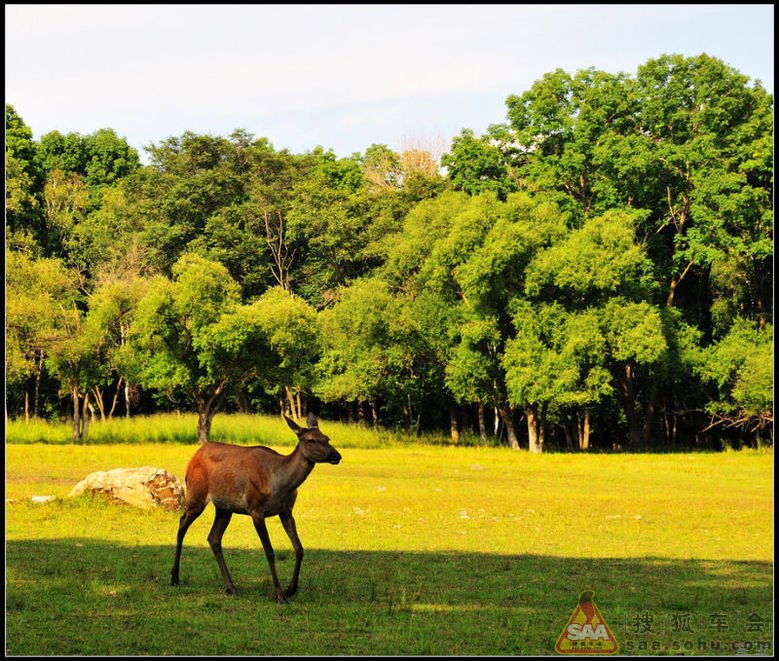 尔滨速腾车友会8月27日金秋平山鹿场自驾游二