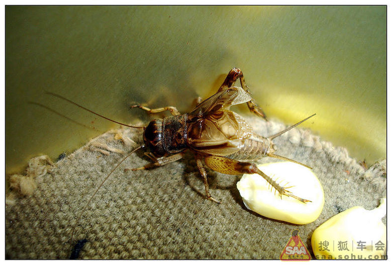 晚上蟋蟀的叫声_蟋蟀的叫声拟声词_蟋蟀的叫