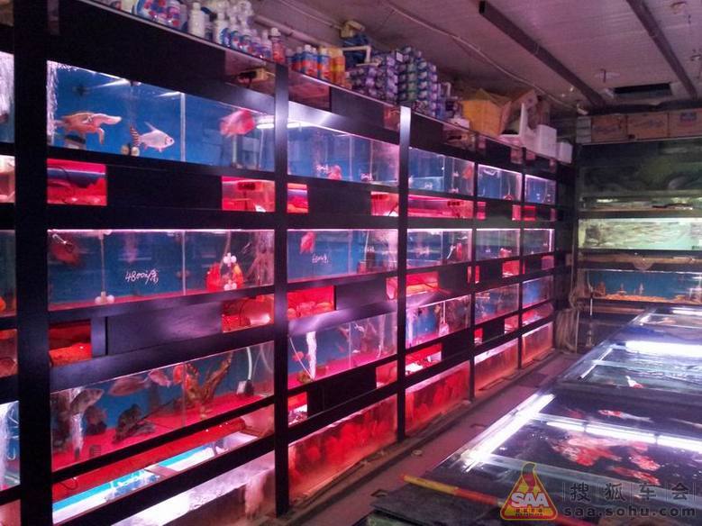 首保归来,顺道去十里河花鸟鱼虫市场逛逛~!_北京马自达6论坛