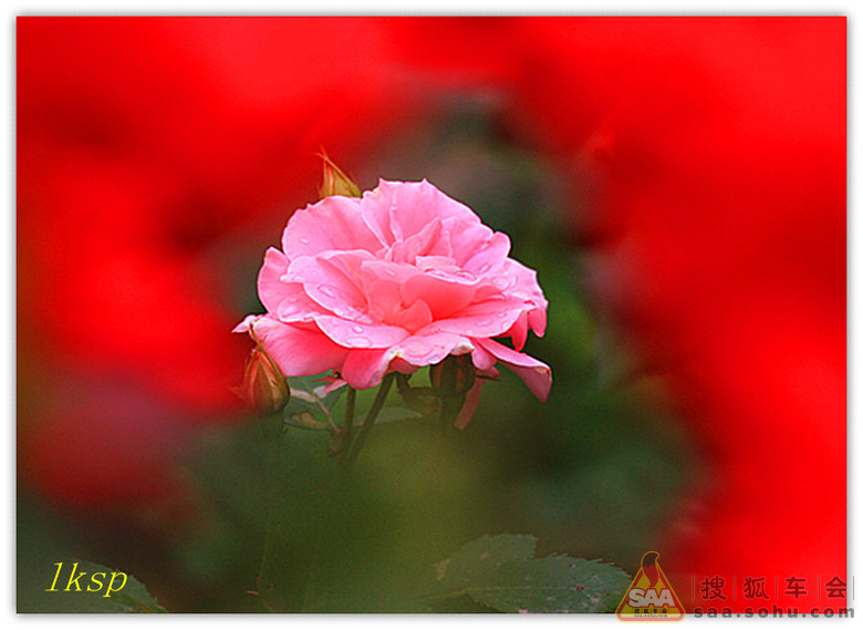 祝同学们:六.一儿童节快乐!_狐拍社_汽车论坛