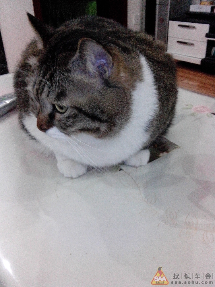 新品种,猪猪猫!_北京马自达6论坛_搜狐