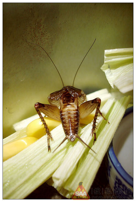 晚上蟋蟀的叫声_蟋蟀的叫声拟声词_蟋蟀的叫