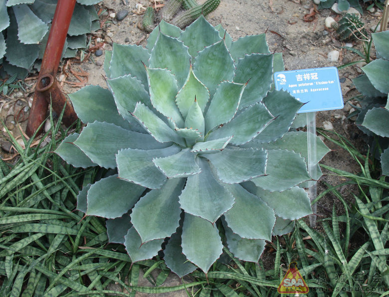 随拍多肉多浆植物