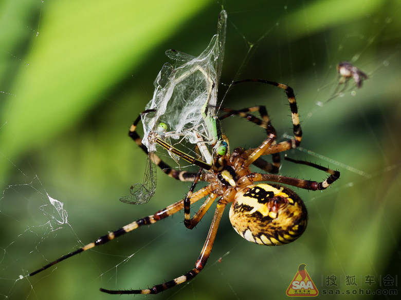 网猎王者--蜘蛛猎食全过程(微距)