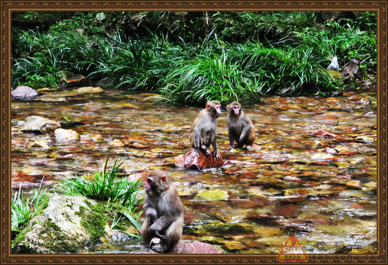 魅力湘西-张家界可爱的猴子_北京车友会