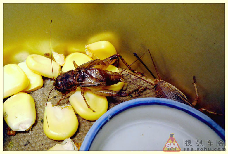 晚上蟋蟀的叫声_蟋蟀的叫声拟声词_蟋蟀的叫