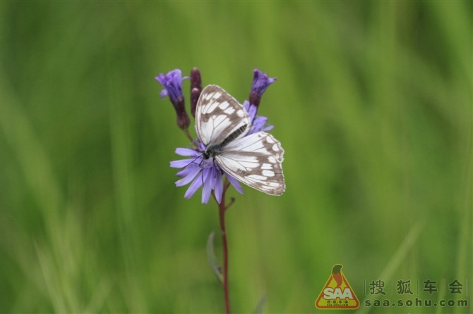 【车友自驾】途观陪你看草原(塞罕坝御道口之