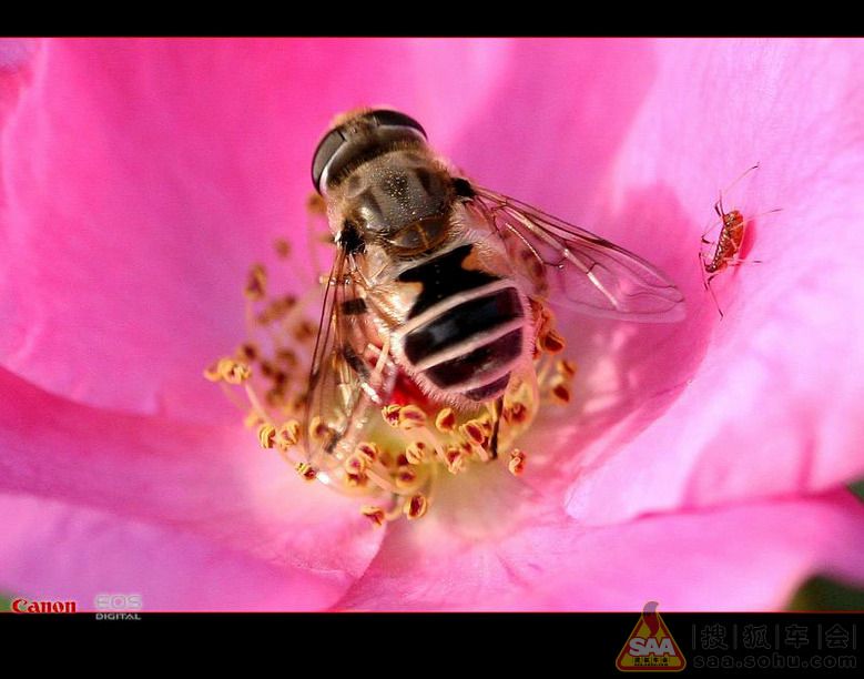 蜜蜂、食蚜蝇、蜂蝇 - 挑战视觉