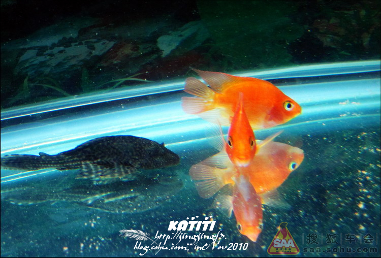 【原创】水族箱里的好斗鹦鹉