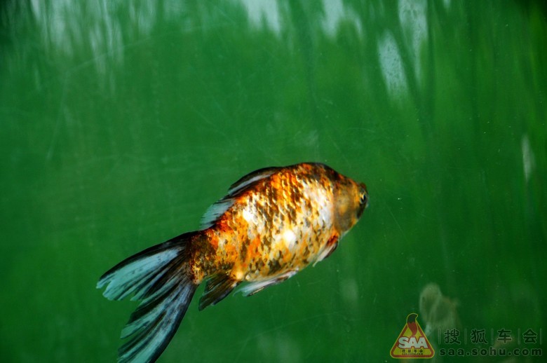 2013年11月02日打卡 鱼 花 美景_英伦汽车俱乐