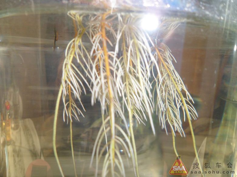 【春到家门口】满园春色关得住