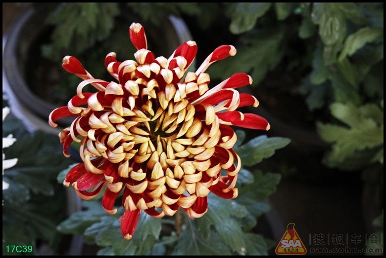 《寻找北京金秋的美景》北海公园菊花_福瑞迪