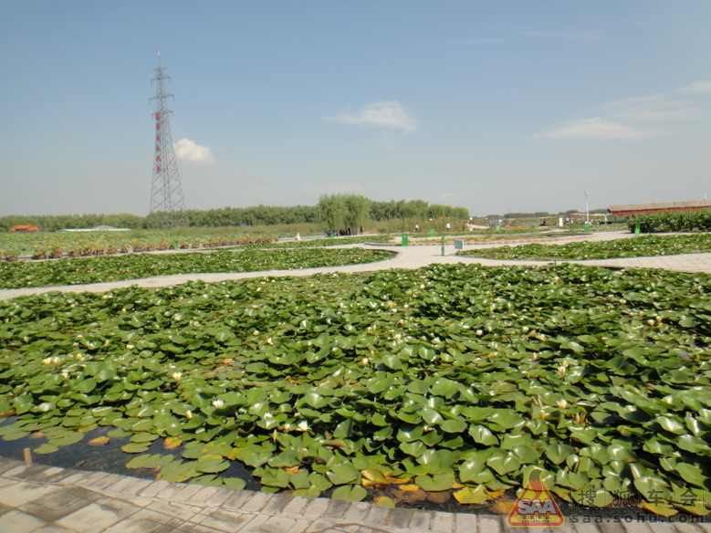 白洋淀一日游 _廊坊车友会