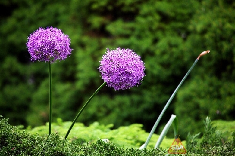 红河谷的四季歌-贺狐拍社