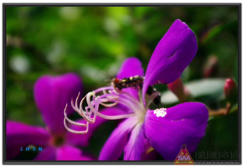 春花灿烂&毛毛虫!_东莞车友会_汽车论坛 _搜狐车友会