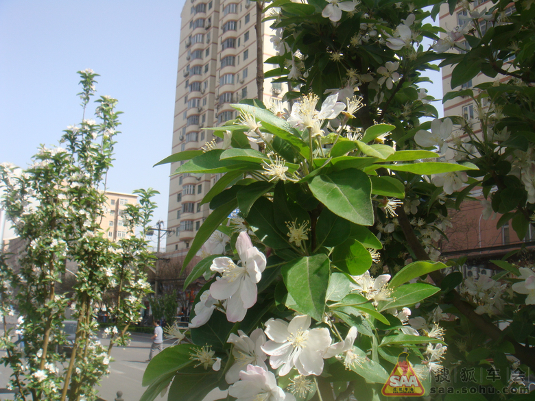 【视角·春天 163#】花树开花在小区高楼大厦