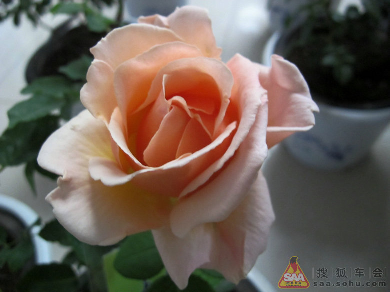 Img7780514_780.JPG