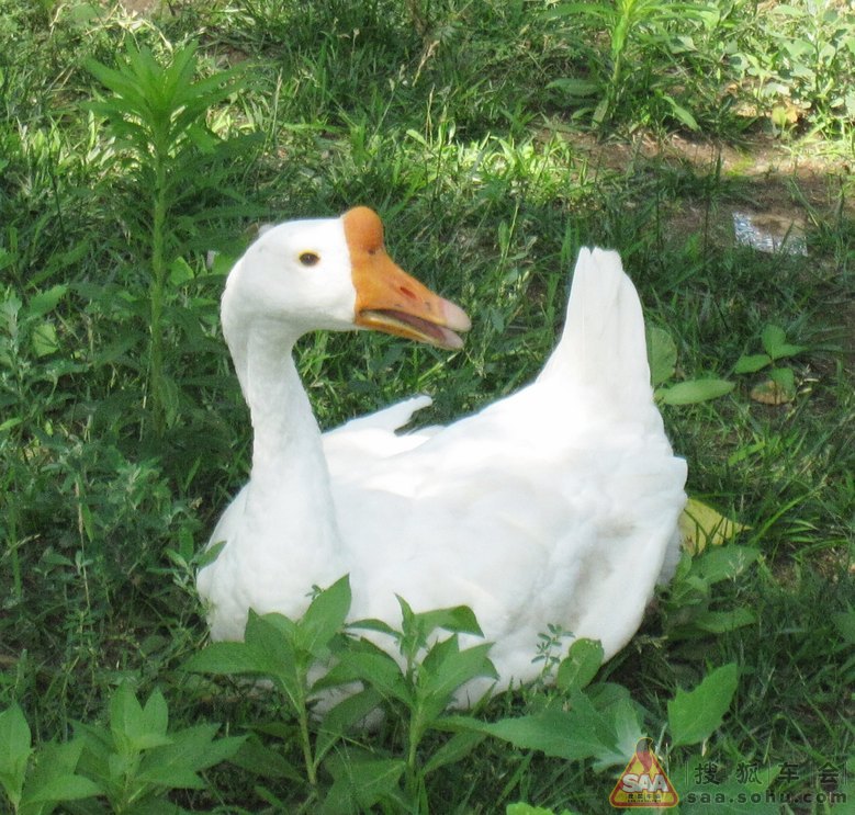 Img1923018_780.jpg