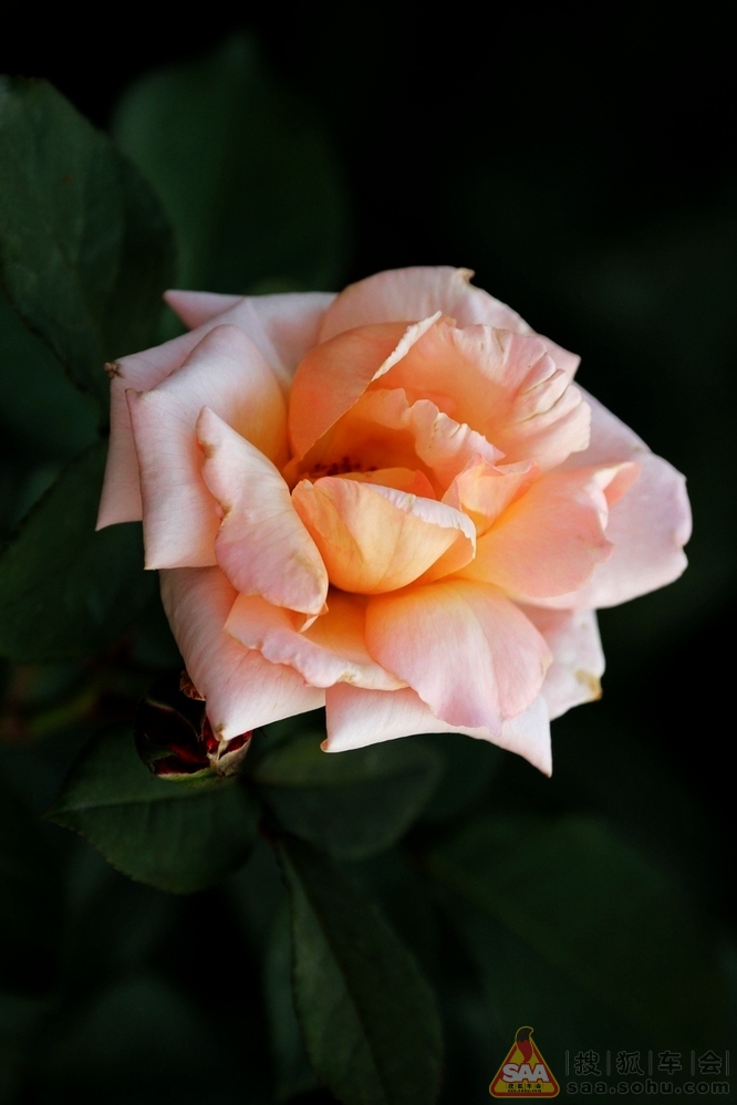 Img7858618_780.JPG