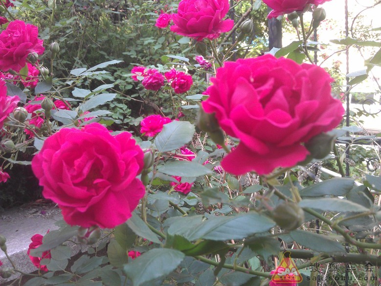 蔷薇和月季和玫瑰有什么区别 Img7782022_780.jpg