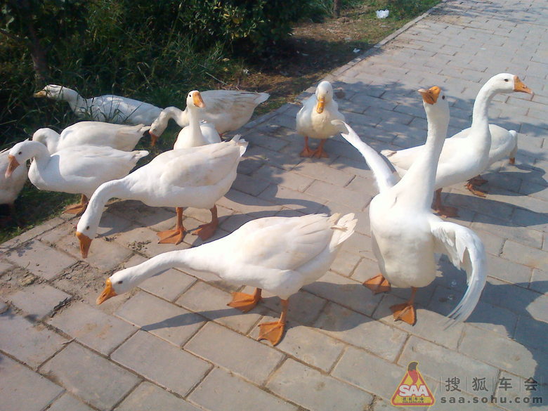 鹅鹅鹅曲项向天歌白毛浮绿水红掌拨清啵啵鸡 Img5807346_780.jpg