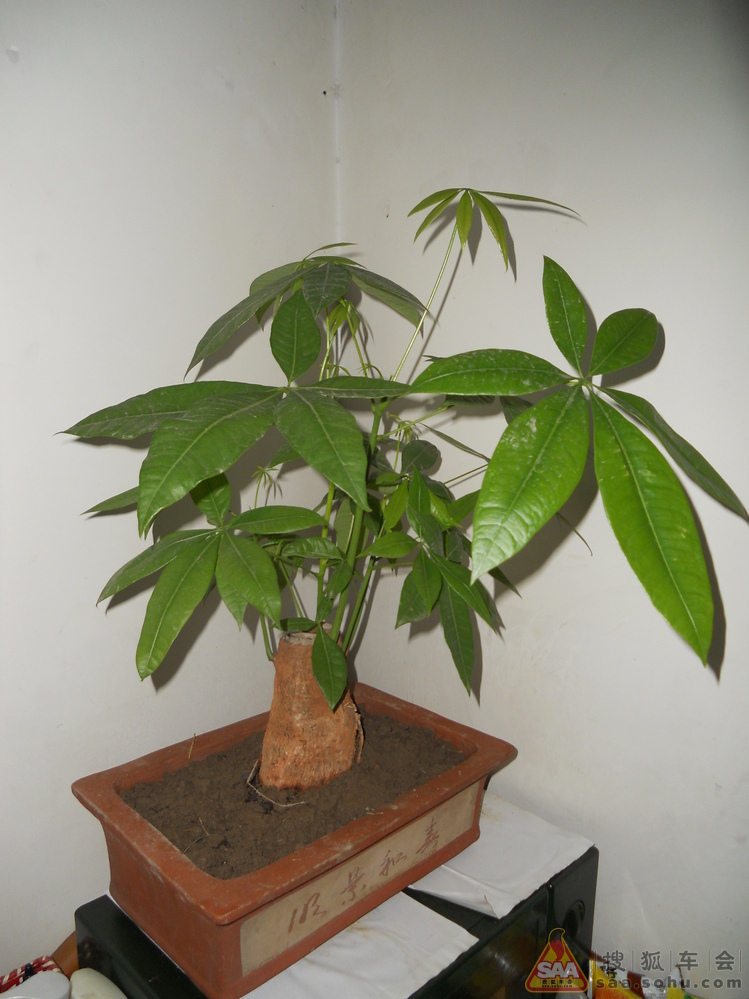 Img5323466_780.JPG
