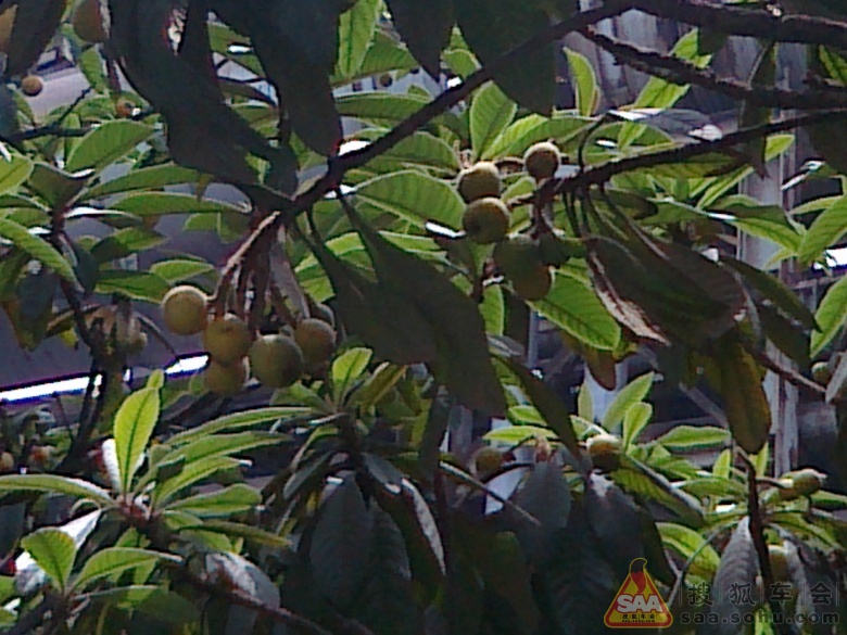 Img4431570_780.jpg