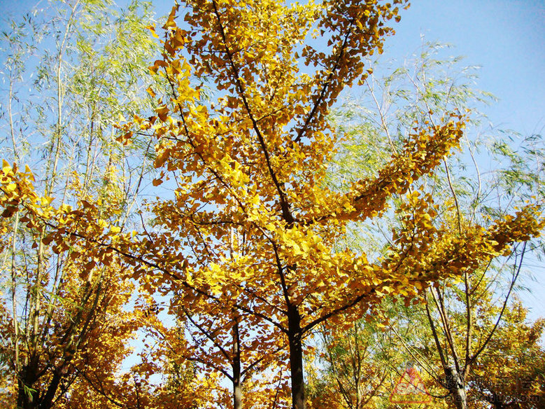 Img5970778_780.JPG