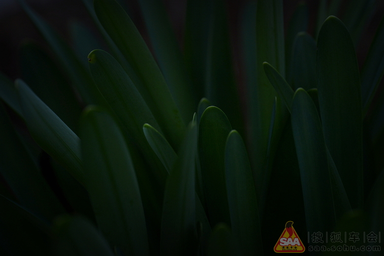 绿叶是什么呀 Img6767578_780.jpg