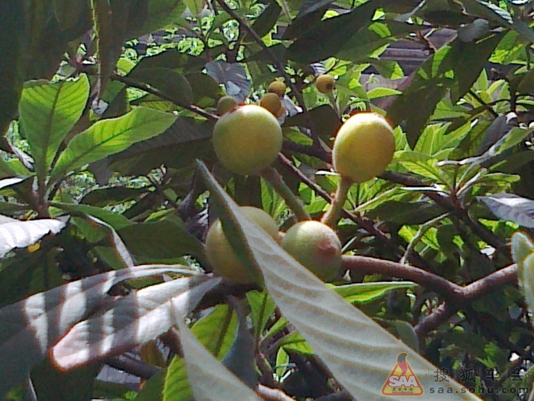 Img4431582_780.jpg